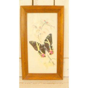 Vintage framed butterfly print picture
